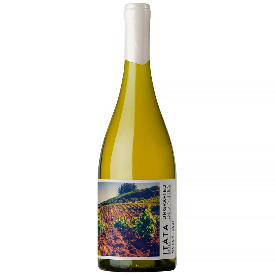 Ungrafted Muscat Itata Valley - Grain & Vine | Natural Wines, Rare Bourbon and Tequila Collection