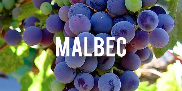 Malbec - Grain & Vine | Curated Wines, Rare Bourbon and Tequila Collection